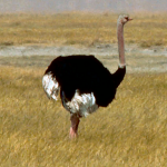 Ostrich